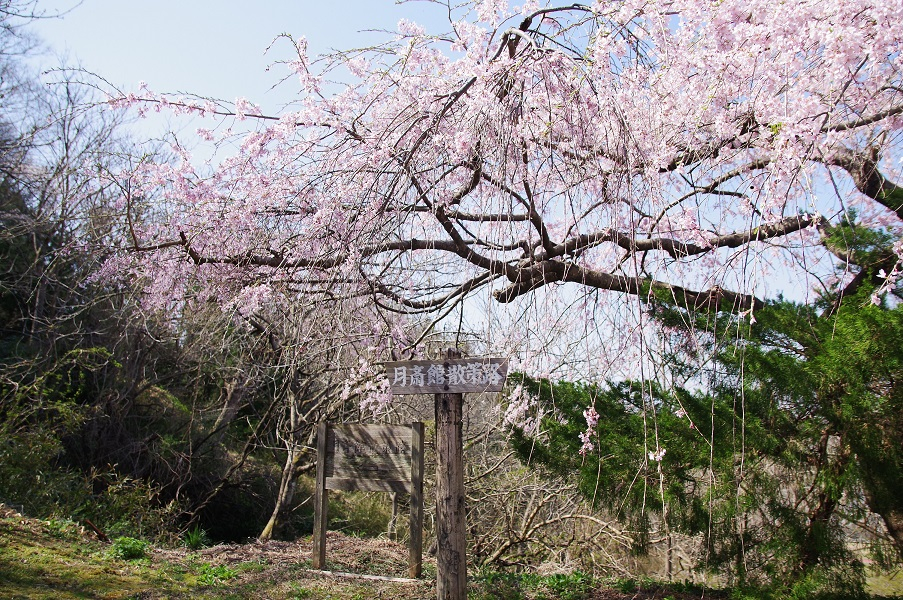 春の散策路入口（あぶくま荘側）